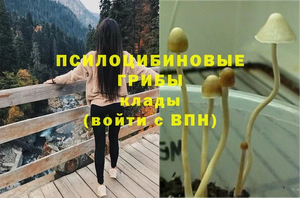 ПСИЛОЦИБИНОВЫЕ ГРИБЫ Инта