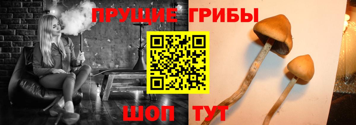 Егорьевск  Галлюциногенные грибы Psilocybe  где найти наркотики  Вход с VPN 